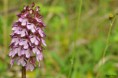 /album/orchidees/orchis-purpurea-jpg/